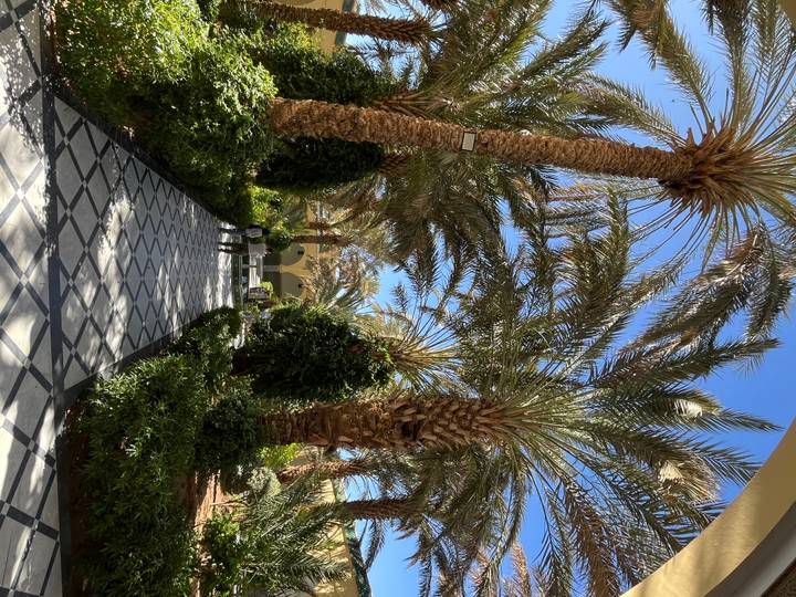 Shaded pathway lined with tall date palms and patterned tiles leading to an archway in a Moroccan-style garden.