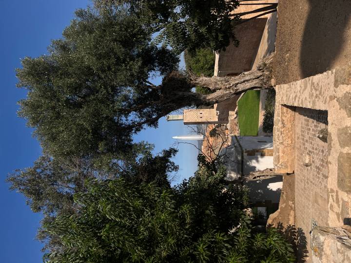 View of old stone structures framed by large olive tree branches.