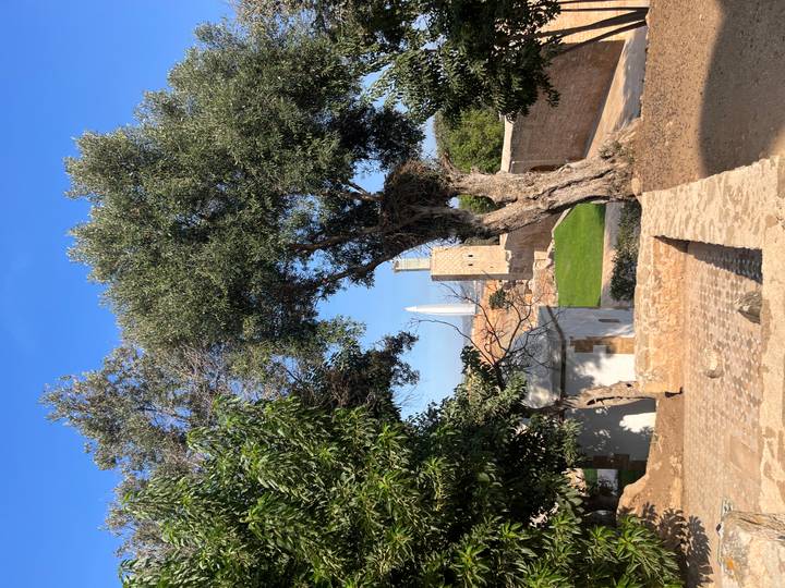 Scenic courtyard view with olive tree and minaret visible beyond walls.