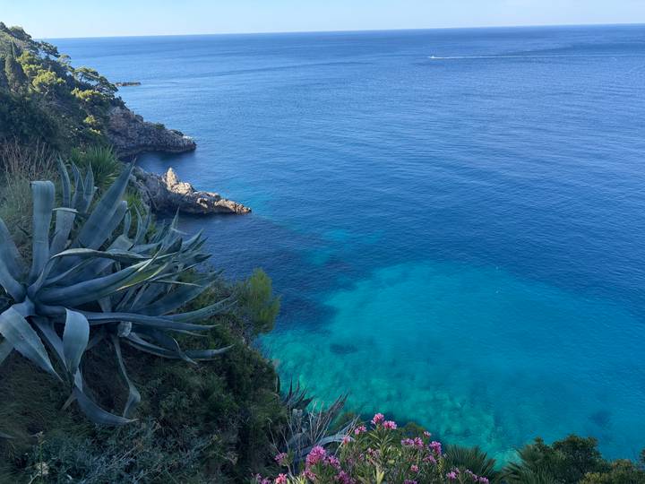 Clear blue Adriatic sea with rocky coastline and agave plants in the foreground