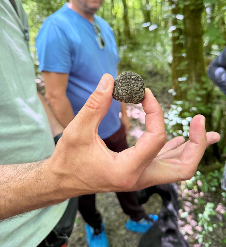 Close-up of a hand holding a freshly dug truffle in a forest setting
