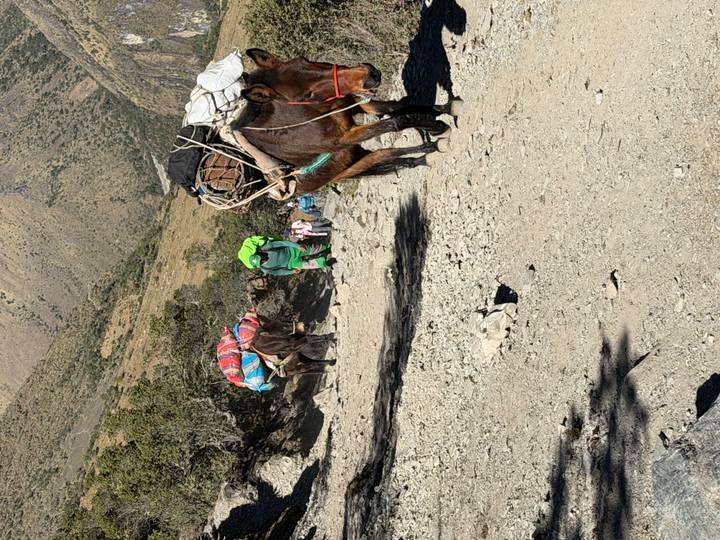 Pack mules carrying colourful loads and trekkers climbing a dusty high-altitude trail