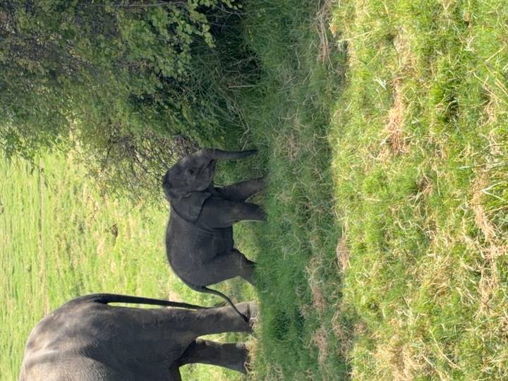 Young elephant calf walks through green grass beside its mother in a wildlife reserve.