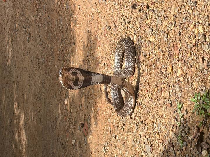 Coiled cobra rises with hood flared on a dirt path, displaying distinctive patterns.