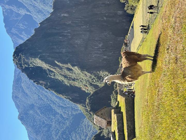 Llama standing proudly on grassy terrace with dramatic Huayna Picchu peak behind.