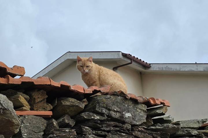 Ginger cat perched on a rustic stone wall roof with overcast sky behind.