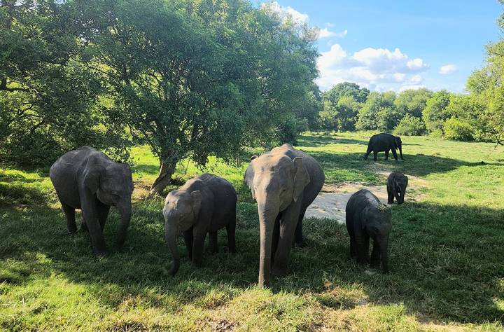 A small herd of Asian elephants grazes in a sunlit clearing beneath leafy trees.