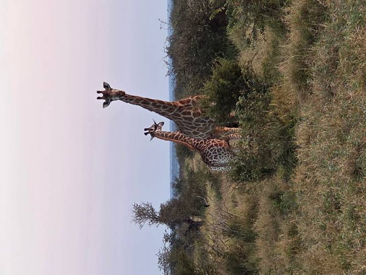 Two giraffes standing in open savanna grassland with pastel dawn sky.