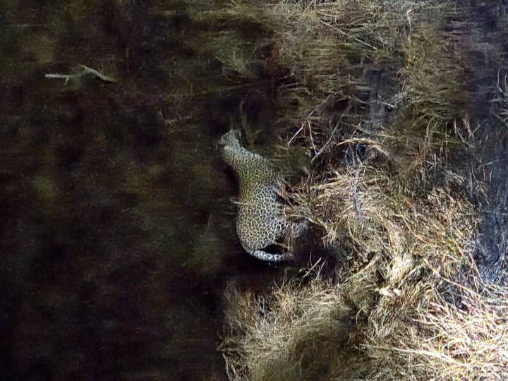 Leopard moving through tall dry grass at night, captured in dim light.