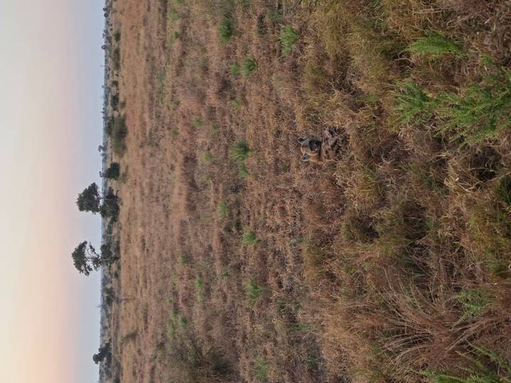 Hyena lying in dry grass on open savanna under soft dawn light with pastel sky.