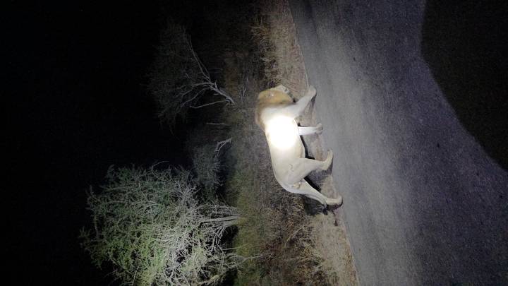 Male lion walking along a road at night illuminated by a spotlight from a safari vehicle.