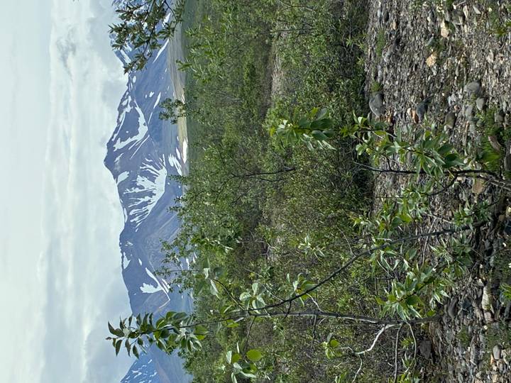 Alaskan tundra with low shrubs and distant snow-patched mountains under grey skies.
