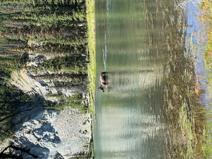 A moose wading through a calm forest lake surrounded by evergreen trees and cliffs.