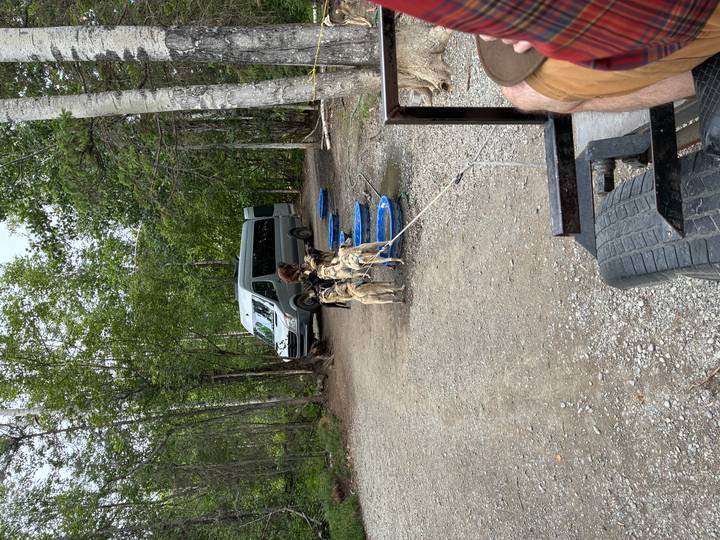 Team of sled dogs harnessed to a wheeled cart during summer training in a forest clearing.