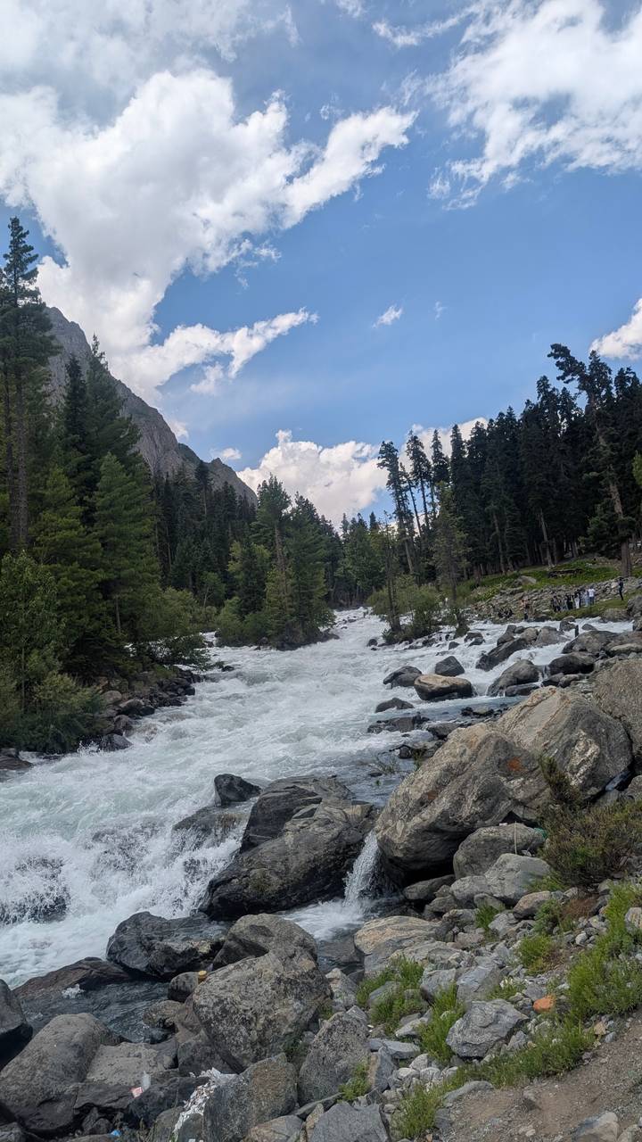 Raging mountain river cascades through a pine forest with rocky boulders under a blue sky.