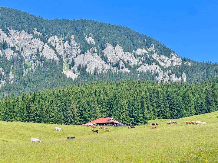 Cows grazing in a green meadow below towering limestone cliffs and dense pine forest.