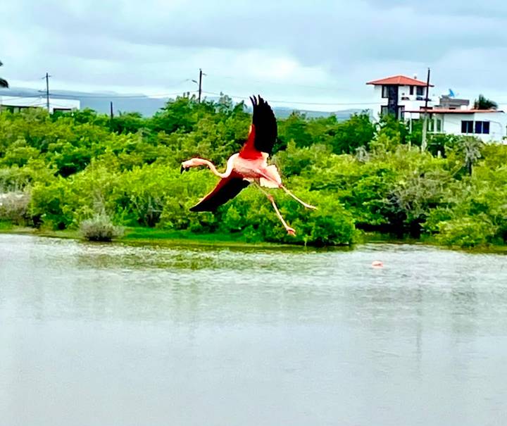 Pink flamingo flying low over lagoon with green mangroves in Galápagos
