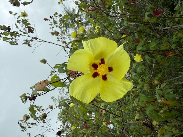 Close-up of bright yellow hibiscus-like flower with red center against pale sky