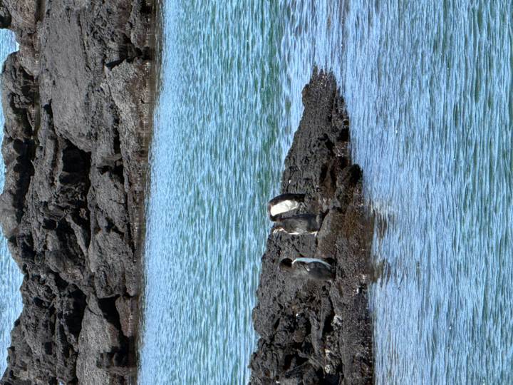Three Galápagos penguins standing on black lava rocks beside turquoise water