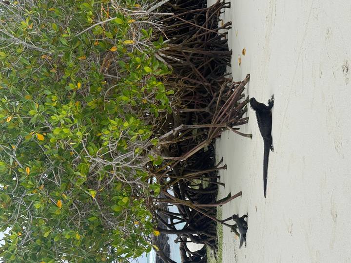 Marine iguana walking across white sand beneath tangled mangrove roots
