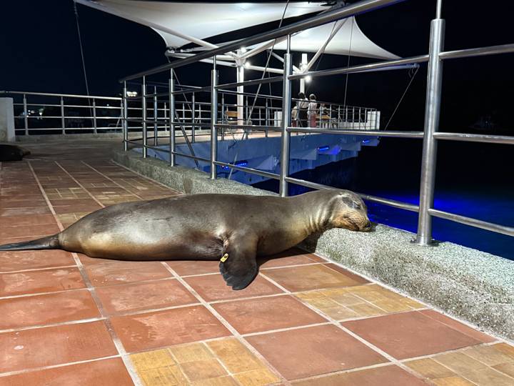 Sea lion sleeping on tiled pier beside blue-lit water at night