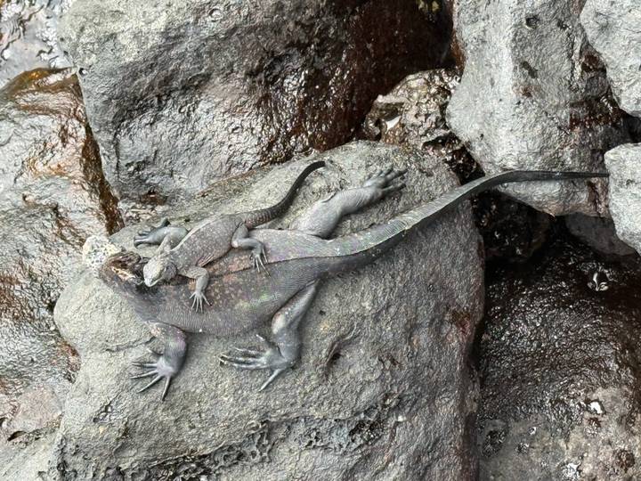 Two marine iguanas clinging to dark volcanic rock, one biting the other