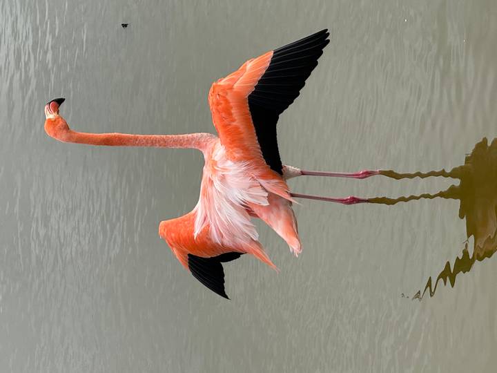 Elegant flamingo standing in shallow water with wings partly spread and reflection below