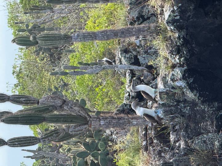 Several blue-footed boobies perched on rugged lava rocks surrounded by tall cacti and green shrubbery
