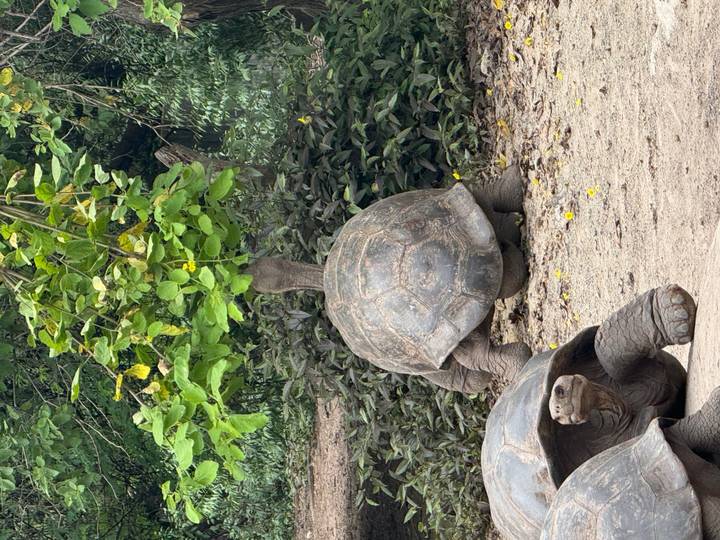 Giant Galapagos tortoises grazing beneath leafy trees on earthy ground