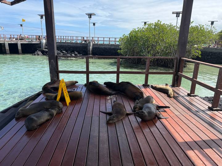 Group of sea lions lounging on a wooden pier beside clear turquoise water in a small harbor