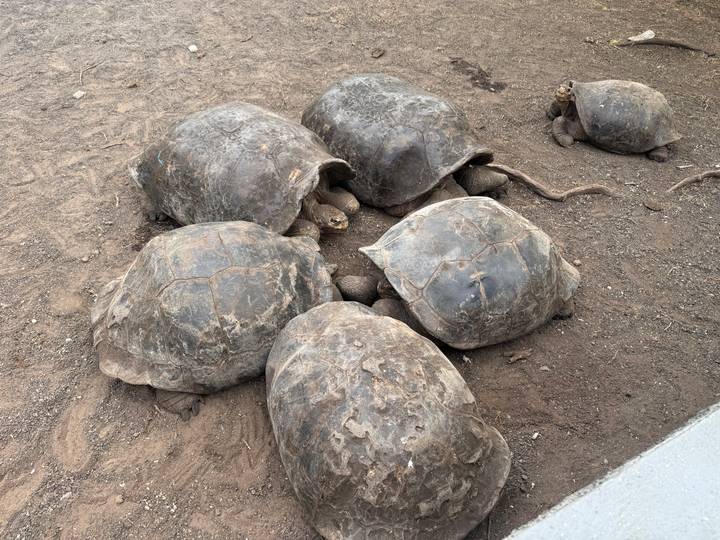 Cluster of large tortoises resting together on dry dusty ground