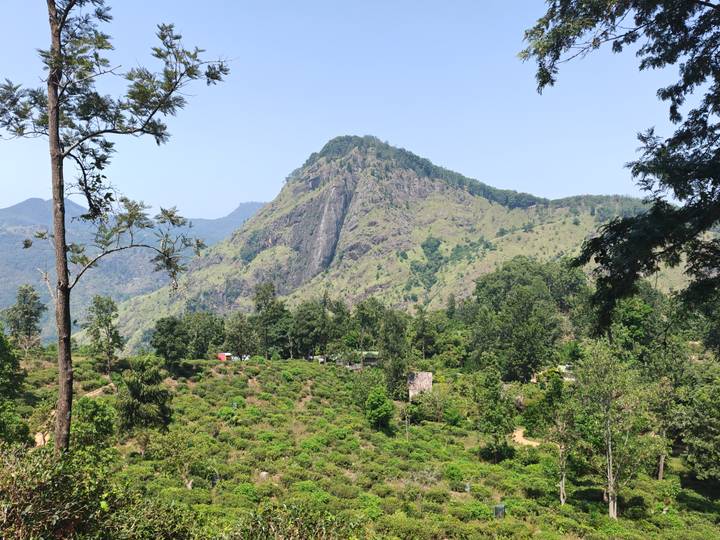Lush green tea plantations and forest below a rugged mountain ridge on a clear day.