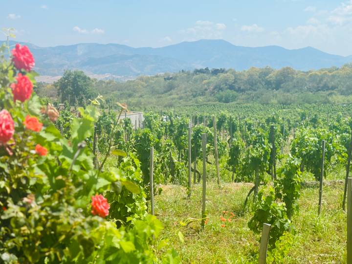 Sun-drenched vineyard rows with blooming roses in front of distant Sicilian mountains.