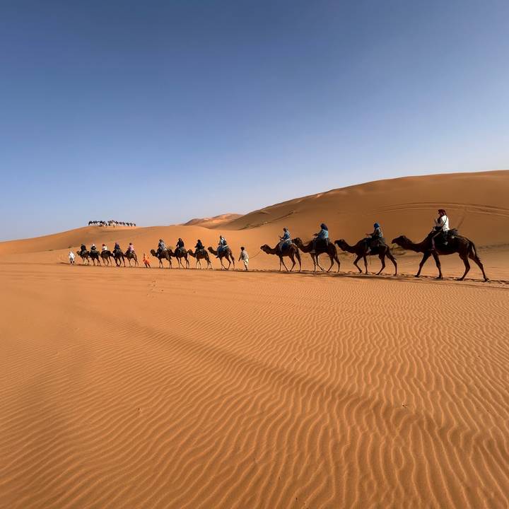 Long single-file camel train crossing rippled desert dunes under pale blue sky.