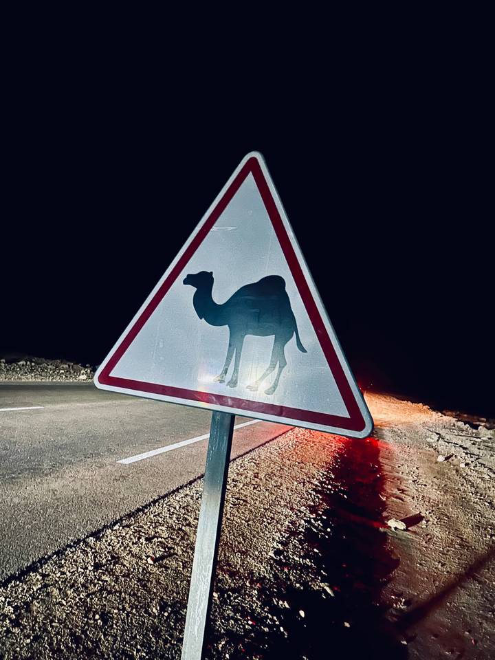 Reflective road sign warning of camels, photographed at night with car lights casting glare.