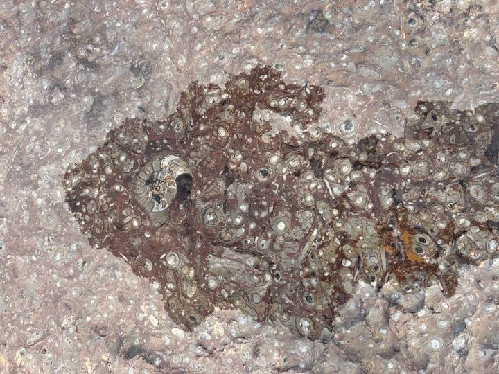 Close-up of a polished stone slab filled with spiral ammonite fossils of varying sizes.