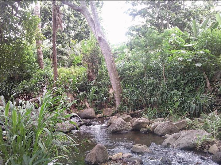 Shaded tropical stream flowing over rocks amid dense green foliage and tall trees.