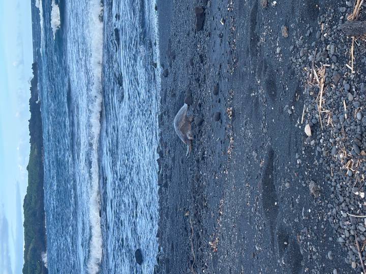 Sea turtle rests on a rugged black-sand beach with waves and green headland beyond.