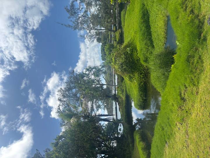 Lush wetland with reflective pools, palms and bright clouds in blue sky.