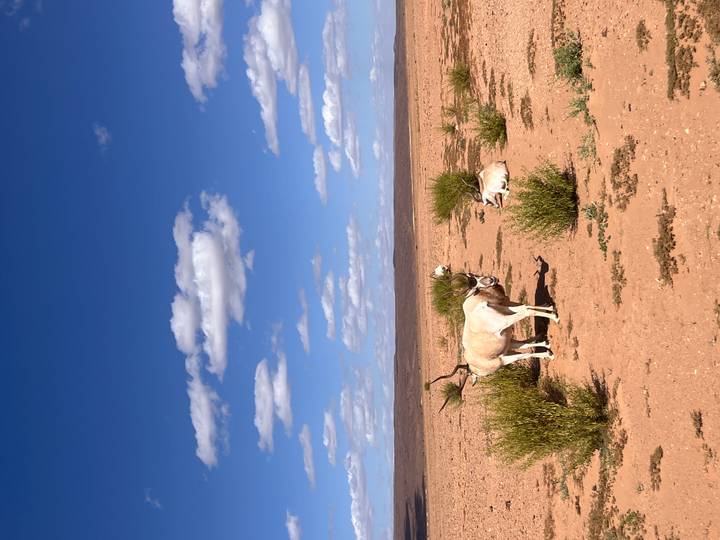 Open desert plain with sparse shrubs and two antelopes standing beneath a deep-blue cloud-dotted sky.