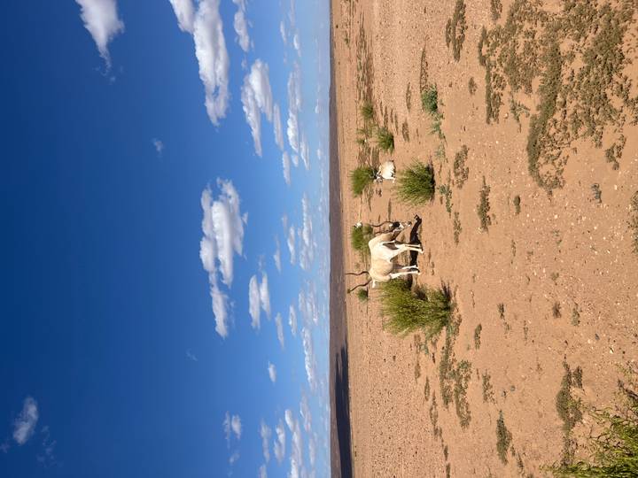 Wide sandy plain dotted with low shrubs and resting antelopes beneath a bright blue sky.