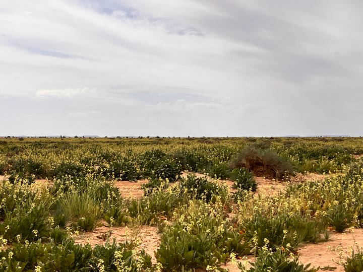 Flat expanse of scrubland with low yellow-green vegetation beneath a hazy sky.