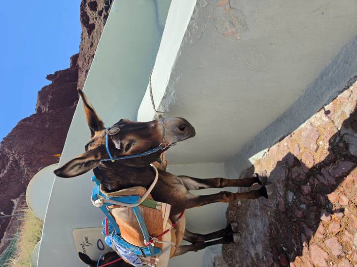 Donkey with colorful saddle waits beside white wall under bright sunshine.
