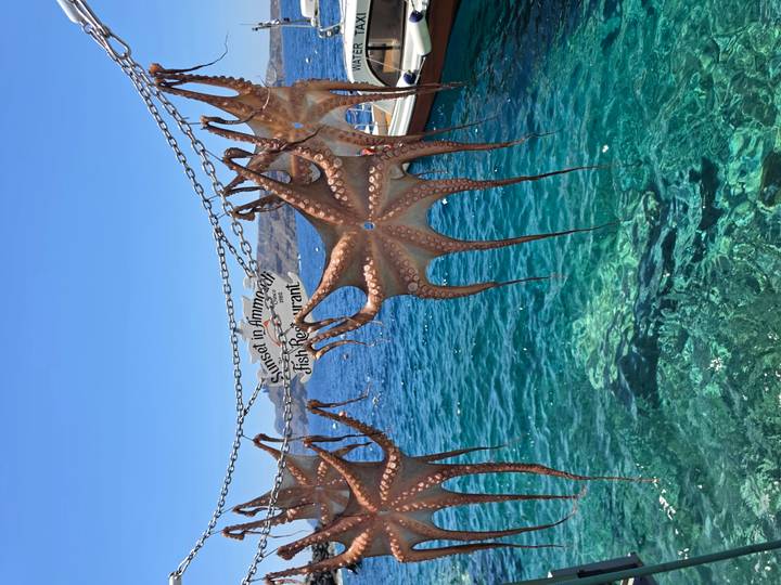 Rows of sun-dried octopus hang on chains above sparkling blue water and boats.