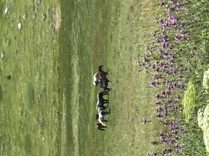 A small herd of horses grazes on a wide green pasture dotted with purple wildflowers.