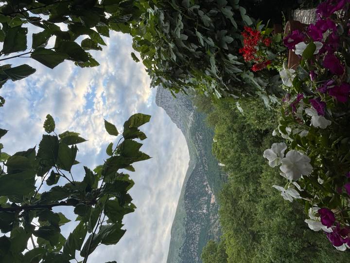 Forested mountain peaks framed by leafy branches and blooming potted flowers on a terrace.