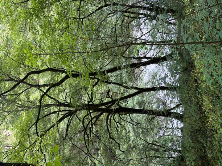 Tall slender trees with mossy trunks rise from dense green undergrowth beside a river far below.