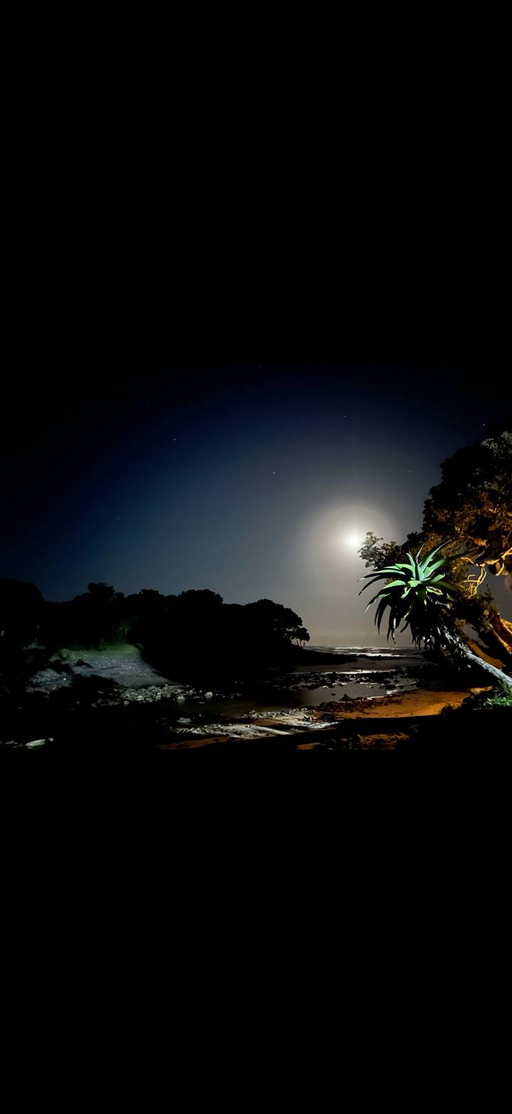 Nighttime coastal scene with bright full moon illuminating a silhouetted tree and rocky shoreline.