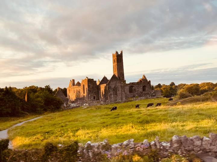 Atmospheric ruins of a medieval abbey bathed in warm evening light with grazing cows in a green meadow.