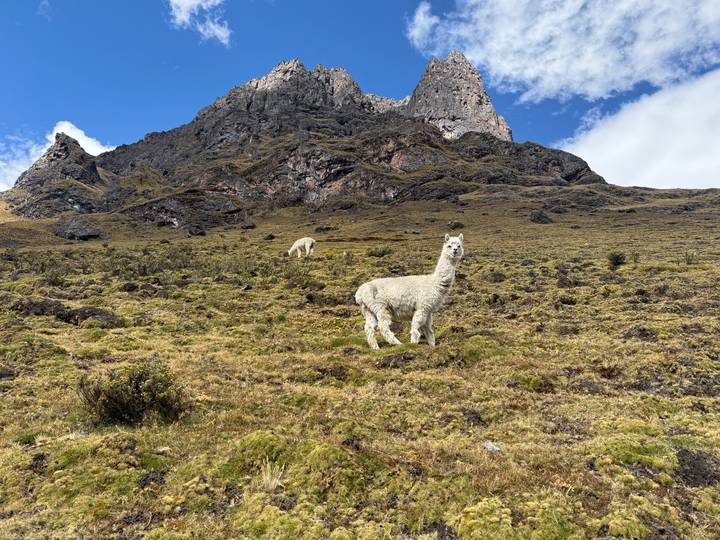 Two white alpacas standing in a high Andean meadow beneath craggy peaks.